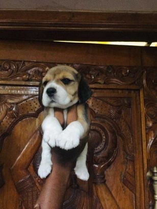 All types of puppys available