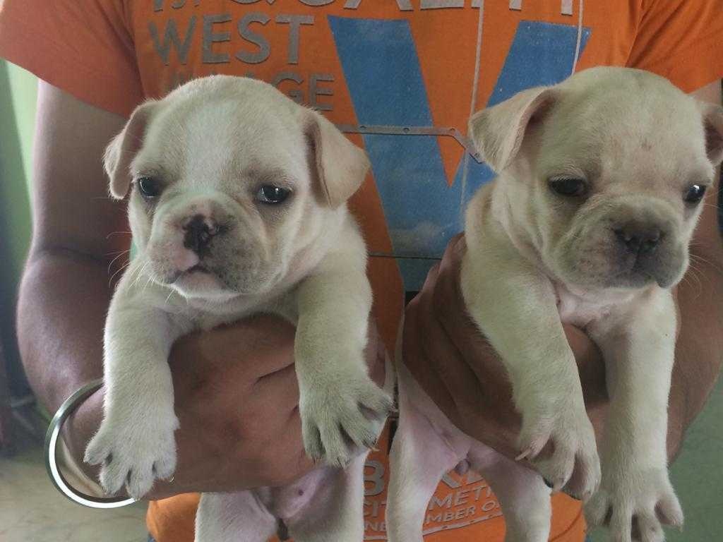 Show quantity Cream colour french bulldog pupps available for sale If anyone interested please contact