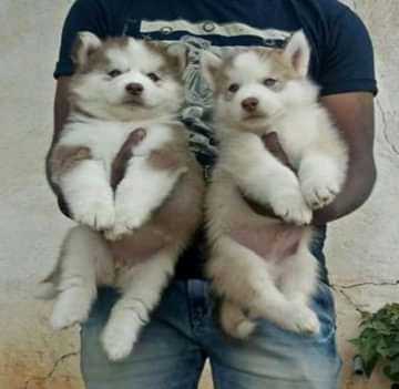 Siberian husky puppy for adoption
