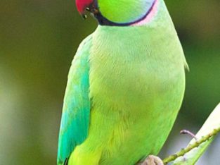 beautiful parrot