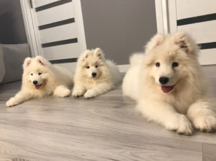 Samoyeds – puppies