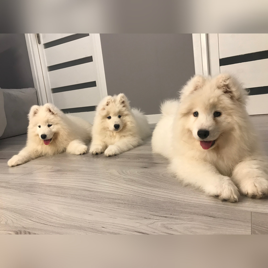 Samoyeds – puppies