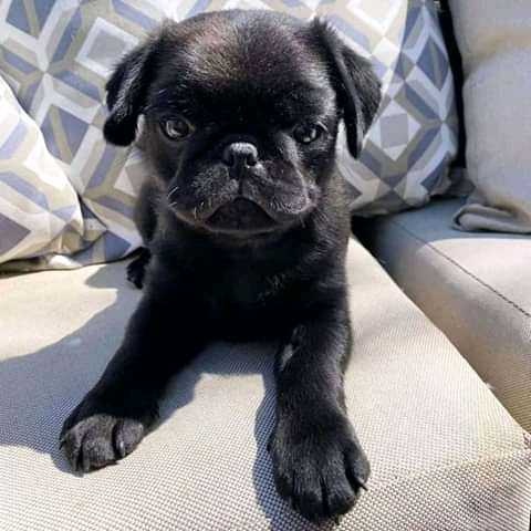 teacup pug for adoption