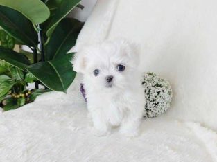 teacup Maltese puppy for sale