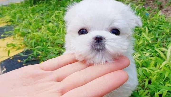 Cucciolo maltese per adozione