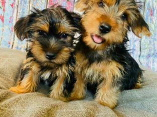 Yorkshire Terrier pups