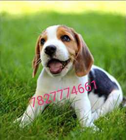 ( whatsapp 7827774661 ) Beagle puppies for sell all india free delivery whatsapp and contact me