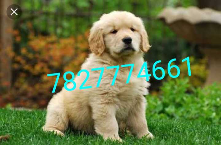 Golden retriever puppies available for sell whatsapp and contact me 7827774661