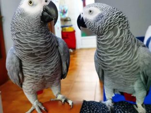 African grey parrots for sale
