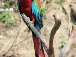 Bolivian Scarlet. macaw