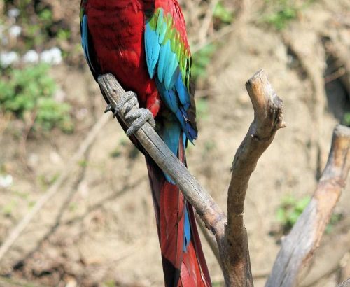 Bolivian Scarlet. macaw