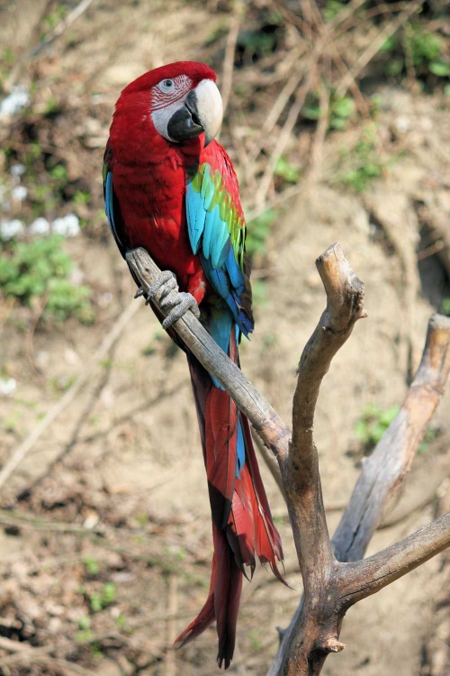 Bolivian Scarlet. macaw