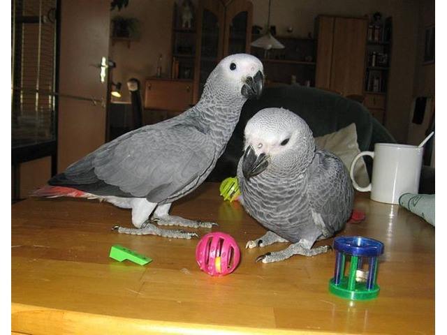 AFRICAN GREW PARROTS FOR ADOPTION