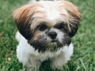 shih tzu pup for sale