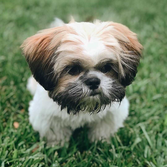 shih tzu pup for sale