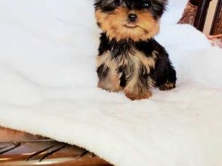 cute Yorkie puppies for good home.