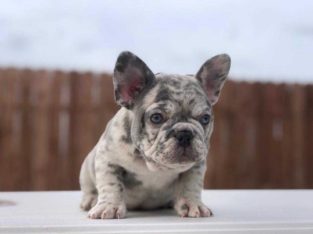 Adorable French Bulldog Puppies