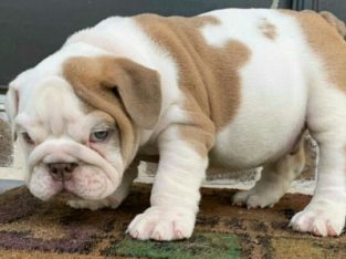 Bulldog puppies ready for their new home