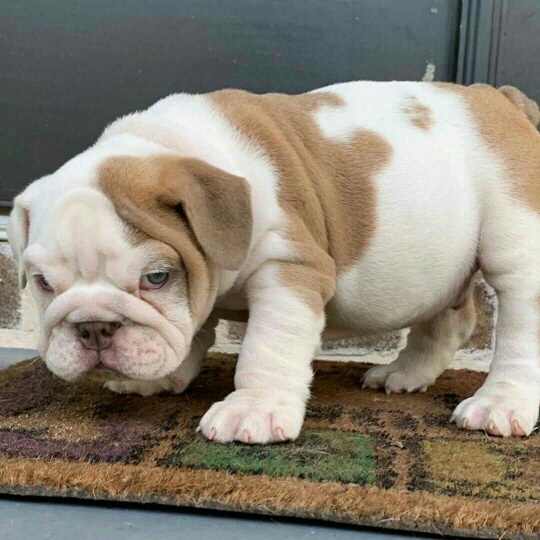 Bulldog puppies ready for their new home