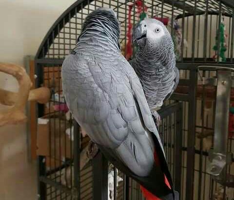 African grey parrot