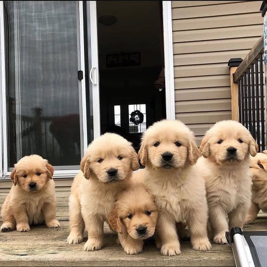 Golden retriever