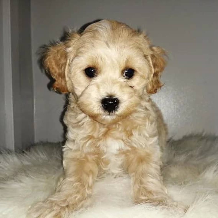 Adorable Maltipoo puppies