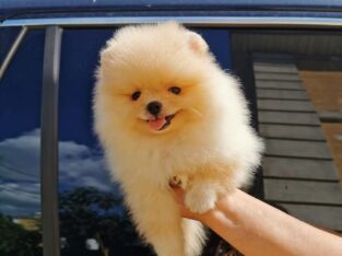 Gold Pomeranian puppy for sale