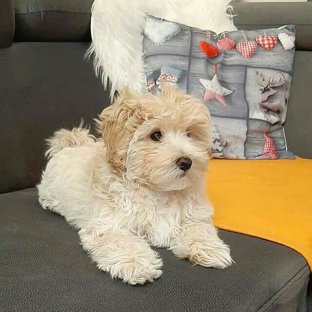 Westiepoo puppy