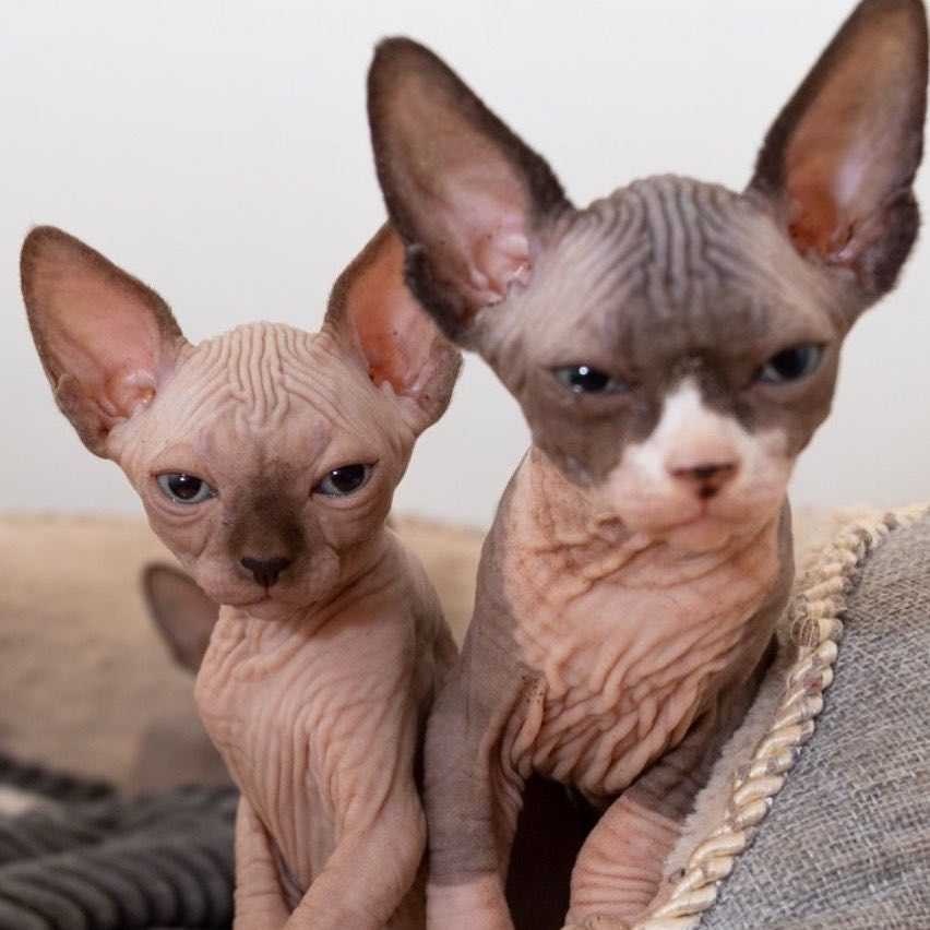 cute sphynx kittens available for sale