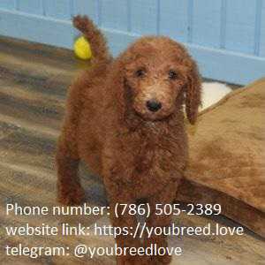 Sweet teacups poodle available for new year