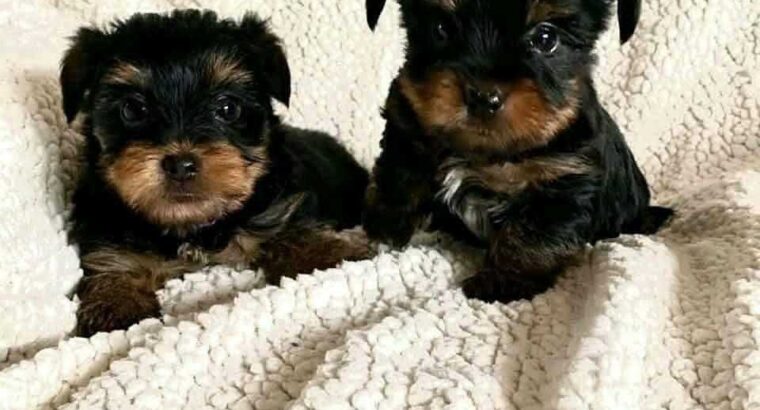 teacups Yorkie puppies available for new year