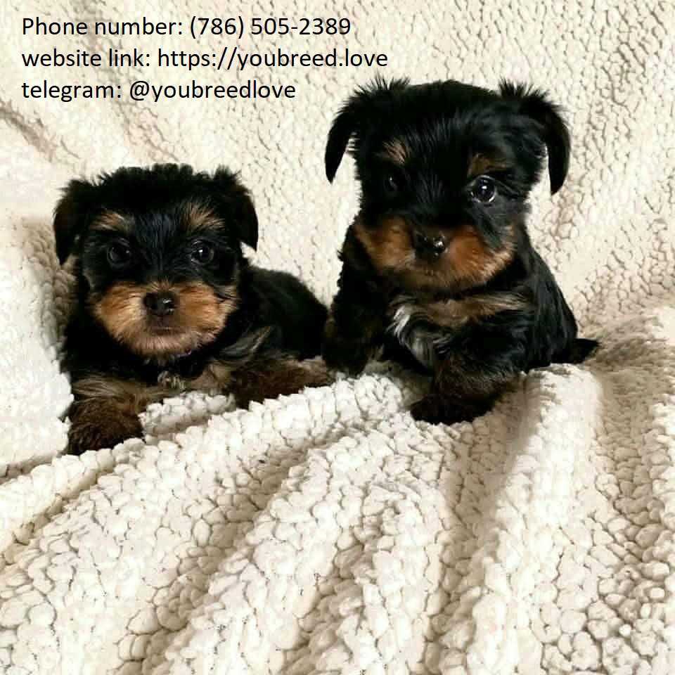 teacups Yorkie puppies available for new year