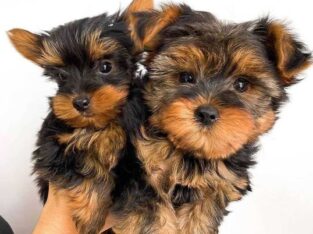 adorable yorkie Puppies For Sale