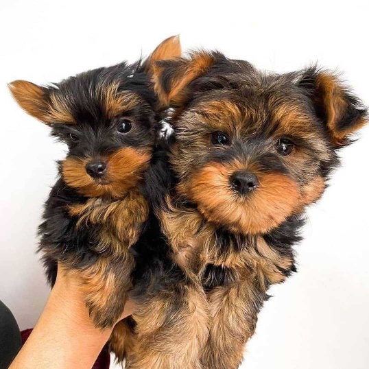 adorable yorkie Puppies For Sale