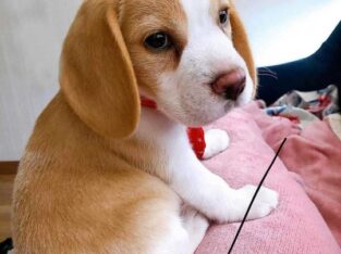 gorgeous beagle puppies
