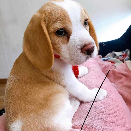 gorgeous beagle puppies