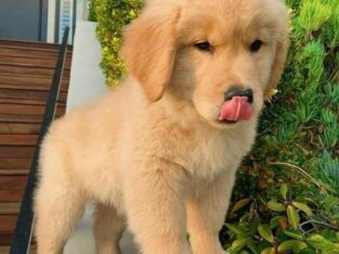 Beautiful Amazing Golden Retriever Puppies Ready For Sales Or Adoption