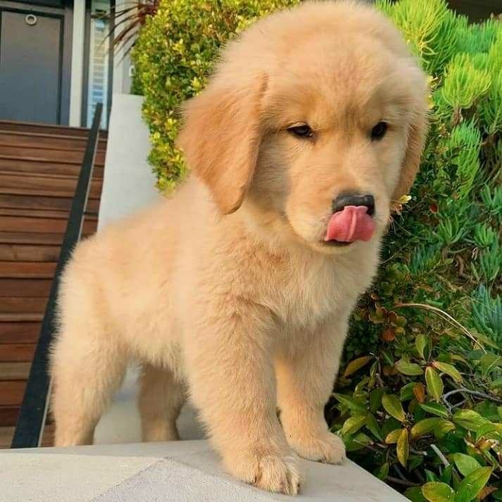 Beautiful Amazing Golden Retriever Puppies Ready For Sales Or Adoption