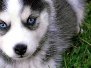 adorable blue eyes Siberian husky puppies