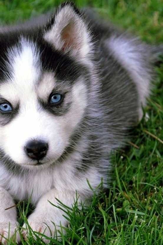 adorable blue eyes Siberian husky puppies