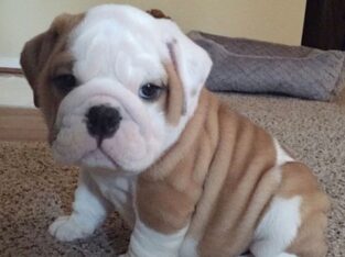 bulldog puppies available for sell