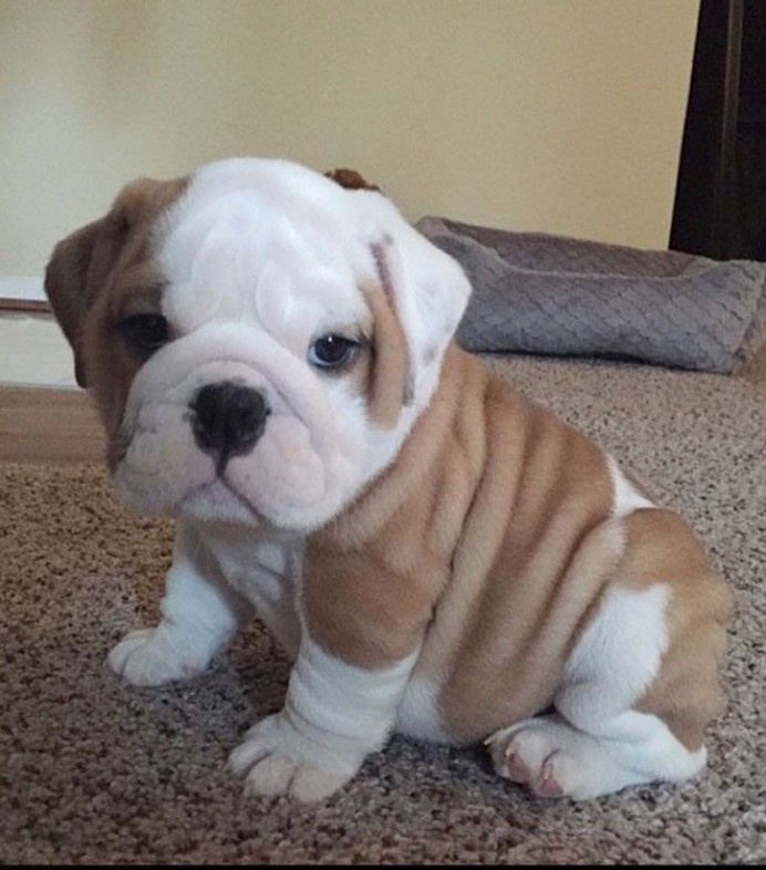 bulldog puppies available for sell