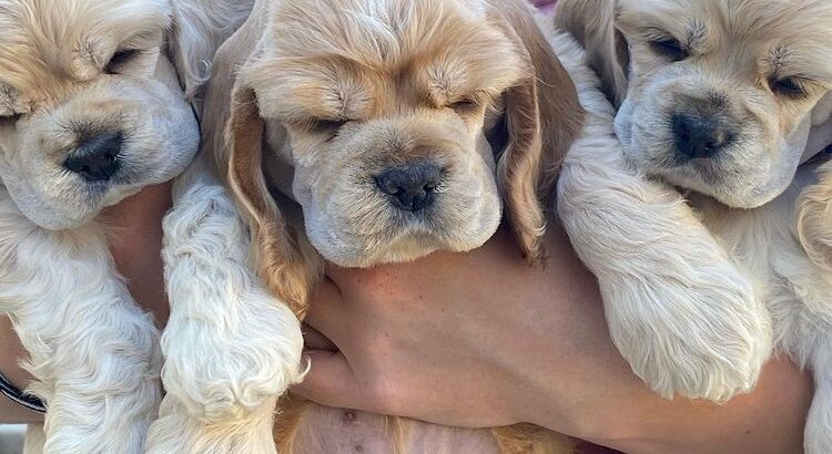 cocker spaniel puppies for adoption