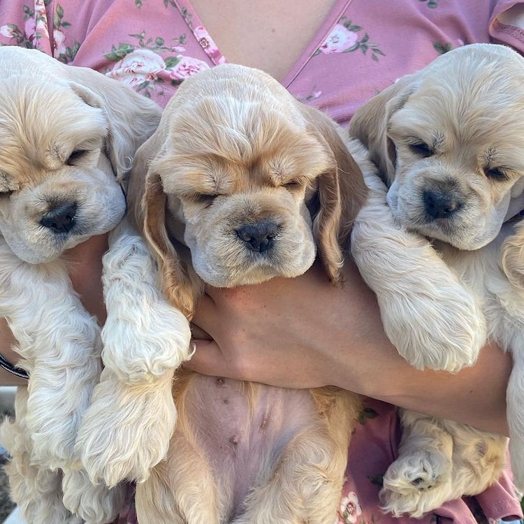 cocker spaniel puppies for adoption