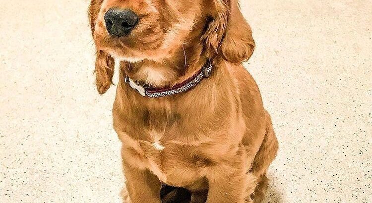 cocker spaniels pups for rehoming