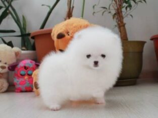 Awesome Pomeranian puppies