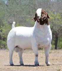 Best Live Boer Goats, Nubian Angora Goats, Sheep and Pregnant Cows