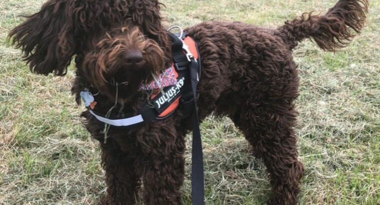 Stunning cockapoo stud for a beautiful home