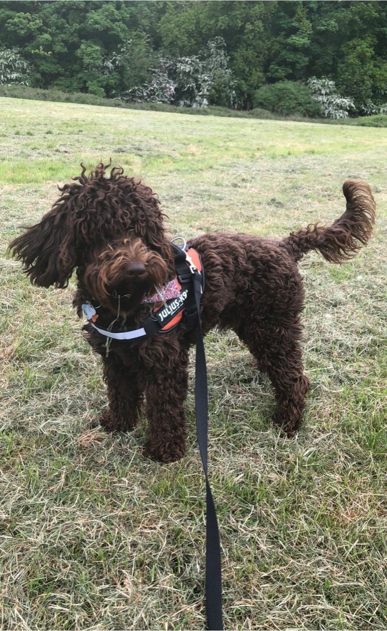 Stunning cockapoo stud for a beautiful home