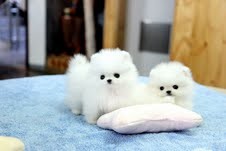 Gorgeous Pomeranian puppies